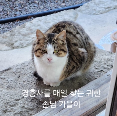 가을이.jpg