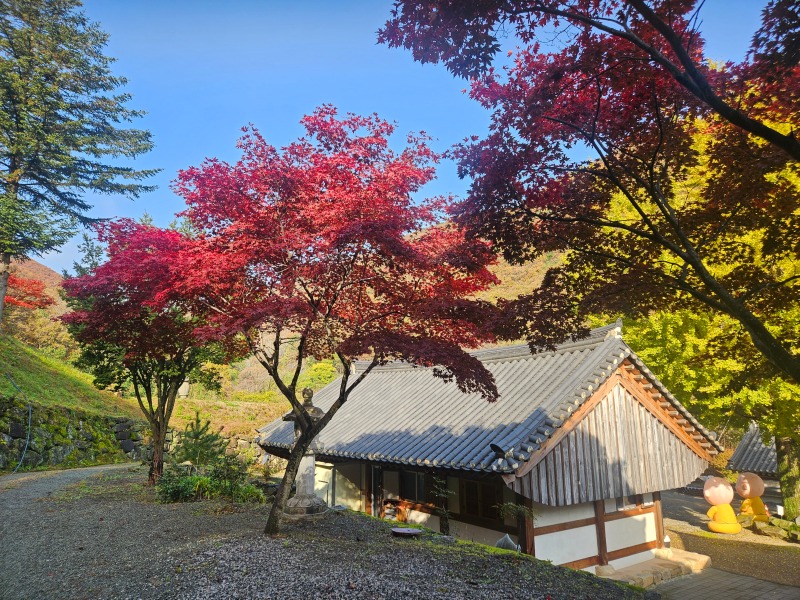 대웅전 옆 단풍나무.jpg